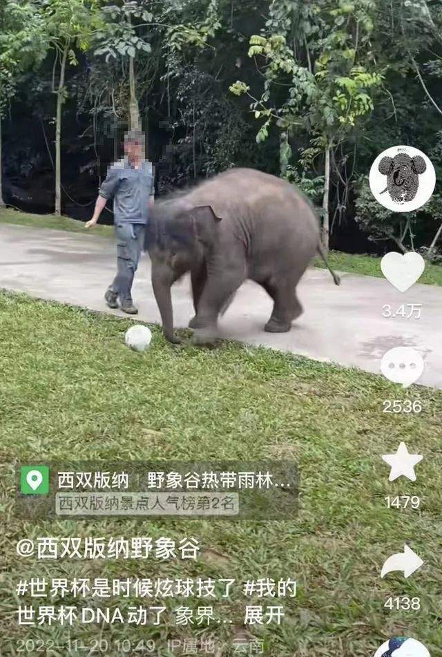 非正常死亡飆升直指原罪，千億動(dòng)物園產(chǎn)業(yè)何日投身自我救贖？