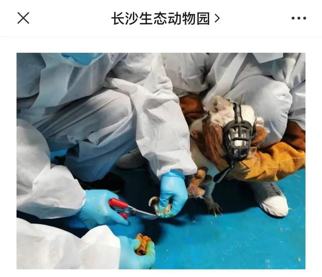 非正常死亡飆升直指原罪，千億動(dòng)物園產(chǎn)業(yè)何日投身自我救贖？